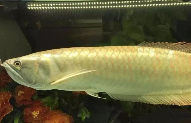 龍魚混養多久會適應