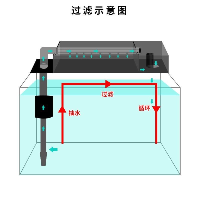 祥龍魚場的超血紅龍魚有哪些獨特品種？，祥龍魚場主打龍魚品種對比表格快速看清各品種發(fā)色特點