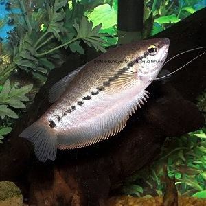 萬(wàn)龍魚有什么寓意嗎視頻