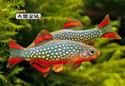 火翅金鉆魚是上層魚嗎