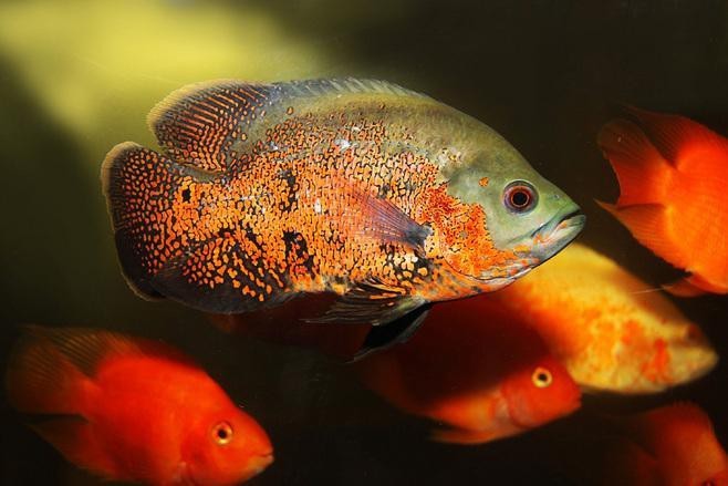 地圖魚不攻擊哪種魚