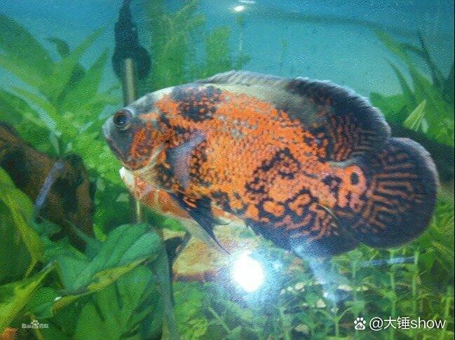 地圖魚不攻擊哪種魚