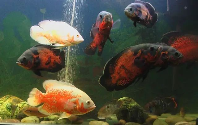 地圖魚不攻擊哪種魚