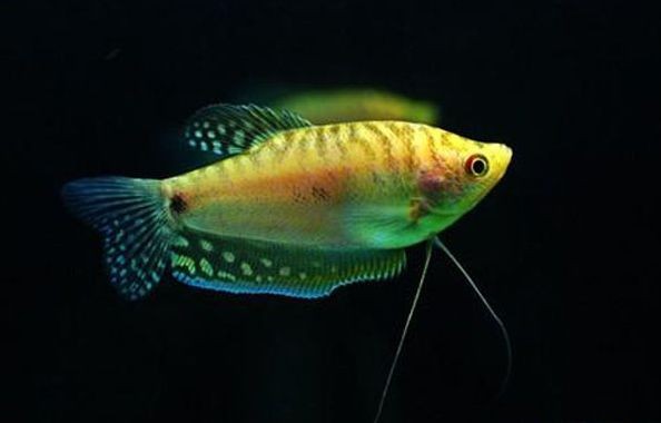 龍魚好不好養(yǎng)喂什么吃（關(guān)于龍魚飼養(yǎng)和飲食管理的一些建議）