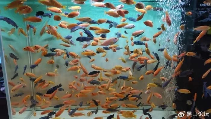 附近水族
