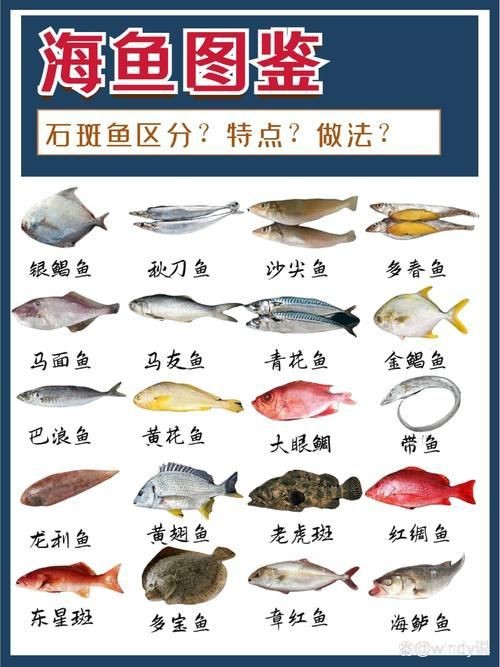 海魚全部品種圖片 海魚全部品種圖片 龍魚論壇 第4張