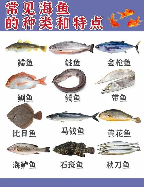 海魚全部品種圖片 海魚全部品種圖片 龍魚論壇 第11張