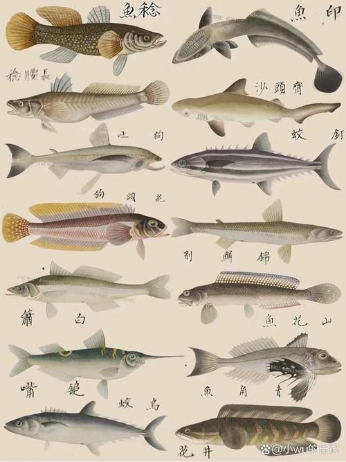 海魚全部品種圖片 海魚全部品種圖片 龍魚論壇 第23張