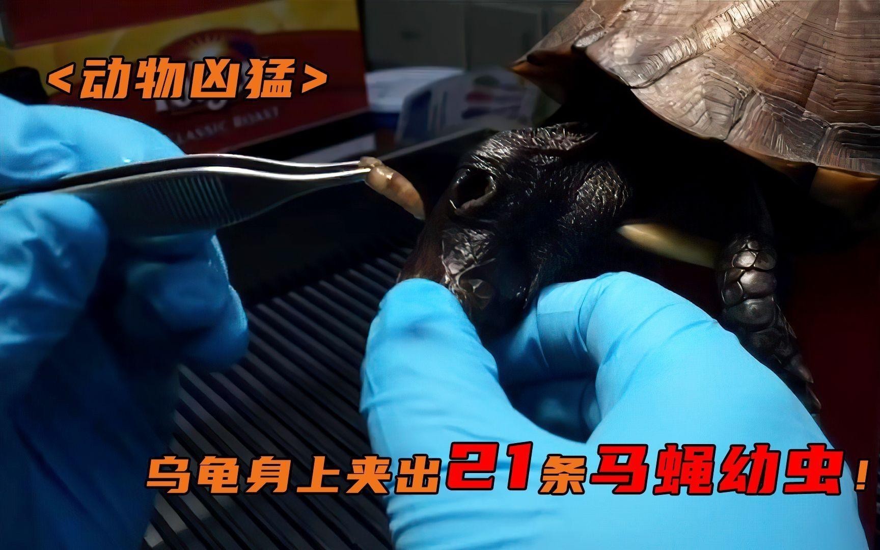如何判斷龍龜擺件是否需要清潔？