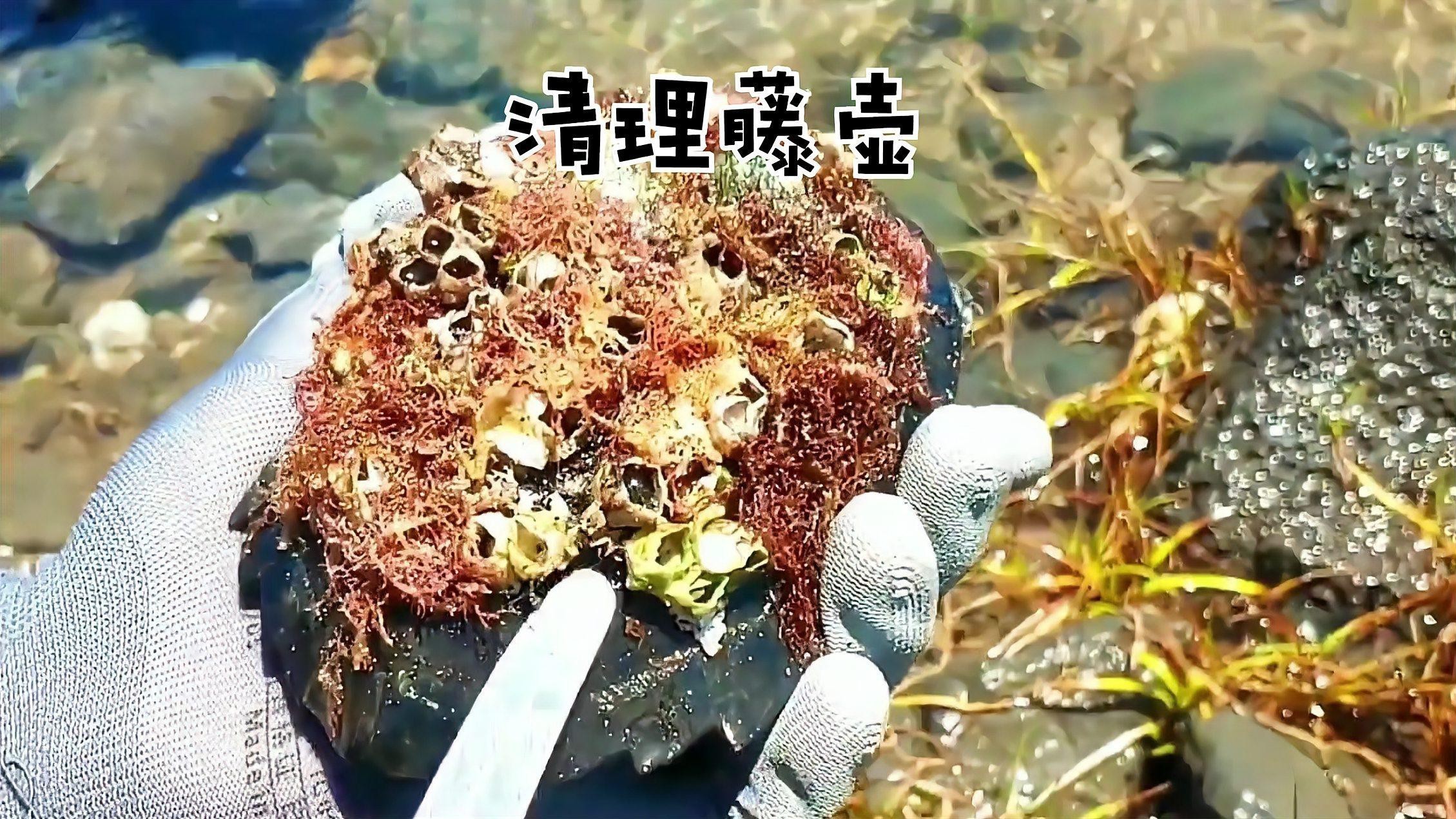 如何判斷龍龜擺件是否需要清潔？