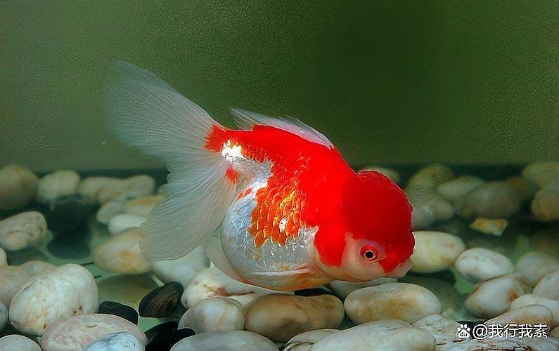 紅財(cái)神魚產(chǎn)卵的6大征兆