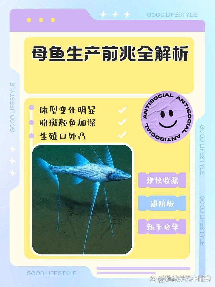紅財(cái)神魚產(chǎn)卵的6大征兆