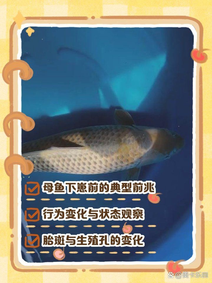 紅財(cái)神魚產(chǎn)卵的6大征兆