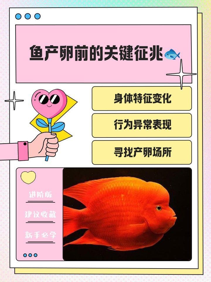 紅財(cái)神魚產(chǎn)卵的6大征兆