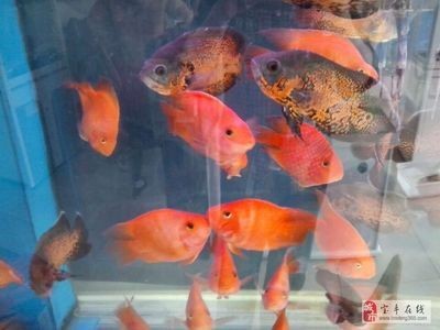 花都區賣魚缸的相關店鋪信息：魚缸的養護技巧：花都區賣魚缸的店鋪信息