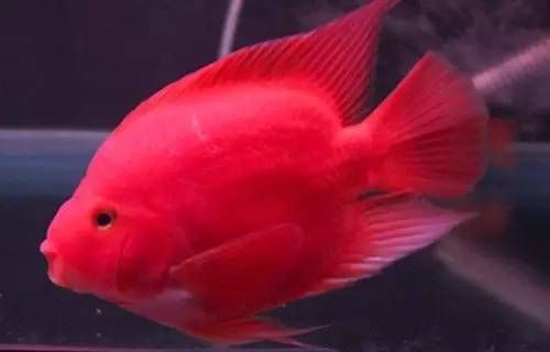 紅財神魚怎么養(yǎng)