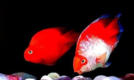 紅財神魚怎么養(yǎng)