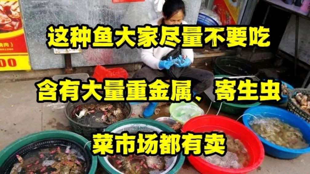 鱭魚為何盡量少吃
