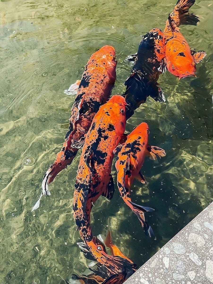 龍魚爛尾病治療期間需要換水嗎？ 龍魚爛尾病治療期間需要換水嗎？ 龍魚論壇 第7張