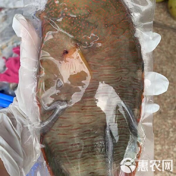 青衣魚價格多少錢一斤
