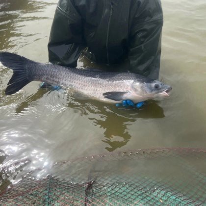 青衣魚價格多少錢一斤