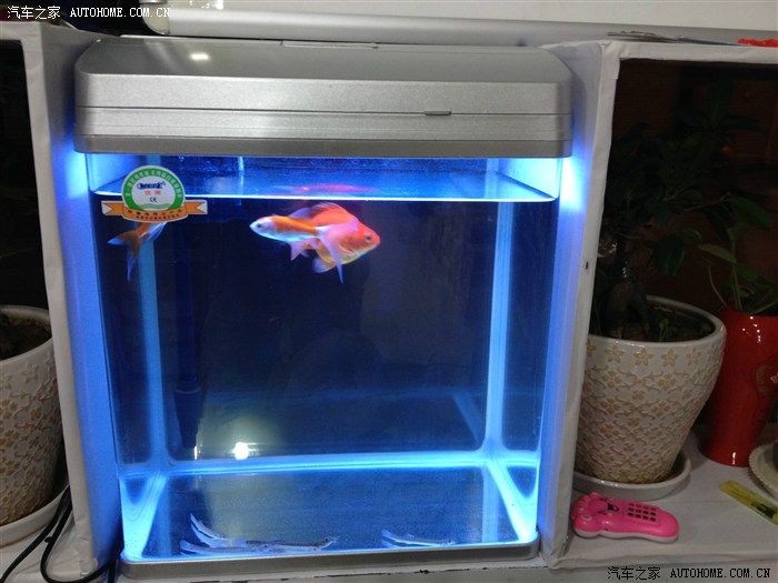 魚(yú)缸魚(yú)圖片真實(shí)