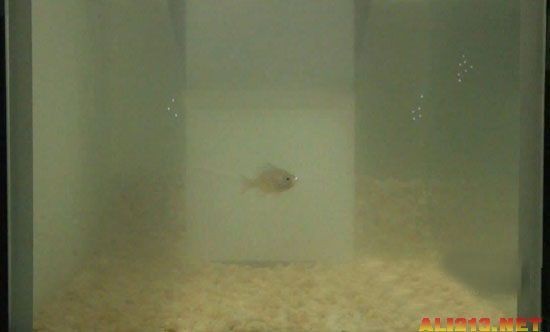 魚(yú)缸魚(yú)圖片真實(shí)