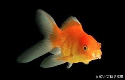 魚(yú)缸魚(yú)圖片真實(shí)
