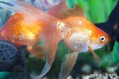 魚(yú)缸魚(yú)圖片真實(shí)