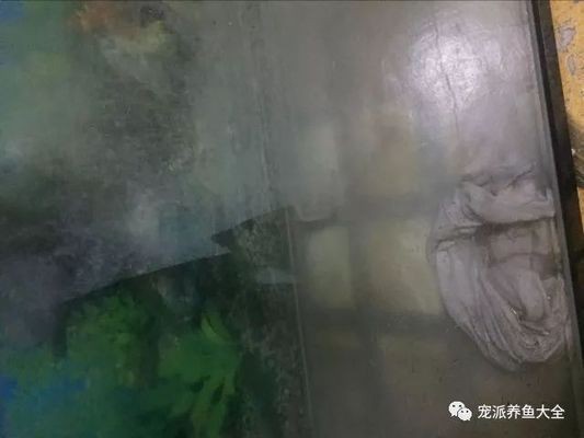 底濾魚缸如何防止虹吸水垢清理（底濾魚缸防止虹吸及水垢清理方法）