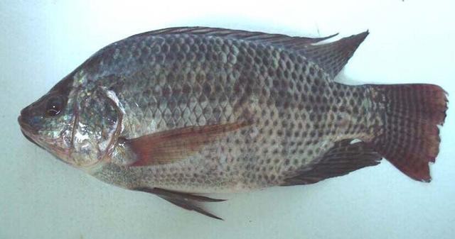 福壽魚是品牌嗎