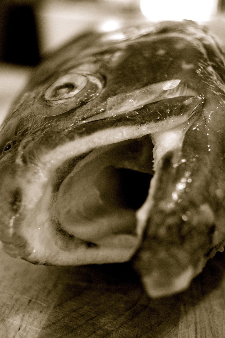 死的鰣魚能吃嗎