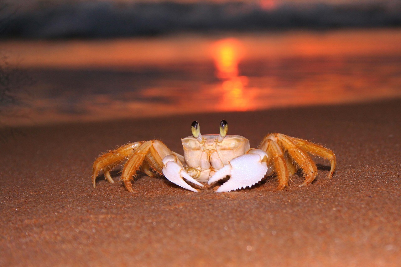 死的鰣魚能吃嗎