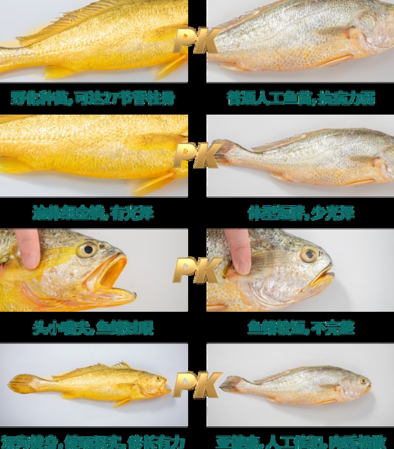 福魚代表什么 福魚代表什么 龍魚論壇 第9張