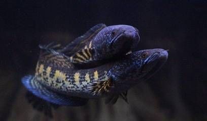 龍魚繁殖配對成功秘訣:龍魚繁殖配對成功的關鍵因素包括合適的伴侶、確保水質適宜 龍魚百科 第5張 龍魚繁殖配對成功秘訣:龍魚繁殖配對成功的關鍵因素包括合適的伴侶、確保水質適宜 龍魚繁殖配對成功秘訣:龍魚繁殖配對成功的關鍵因素包括合適的伴侶、確保水質適宜 龍魚百科 第5張