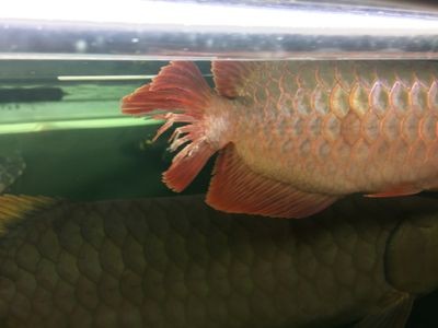 龍魚尾巴爛尾治療方法：龍魚尾巴爛尾怎么辦
