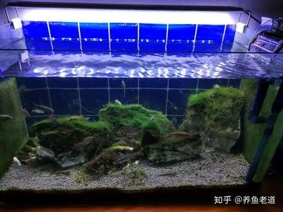 過濾桶魚缸的換水頻率如何調整：養魚過程中過濾桶魚缸的換水頻率可以延長換水周期