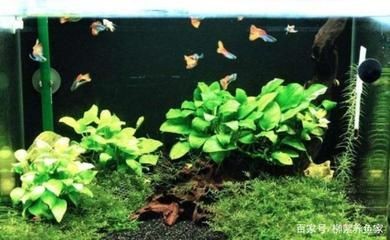 非凡魚缸的養(yǎng)護(hù)秘籍：非凡魚缸作為一個(gè)品牌，是一個(gè)品牌