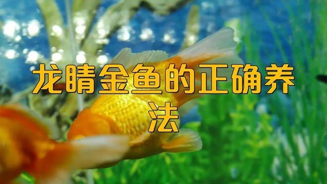 龍睛魚多久喂一次？