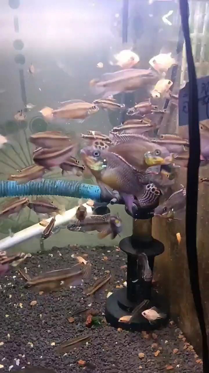 翡翠鳳凰魚最貴三個品種