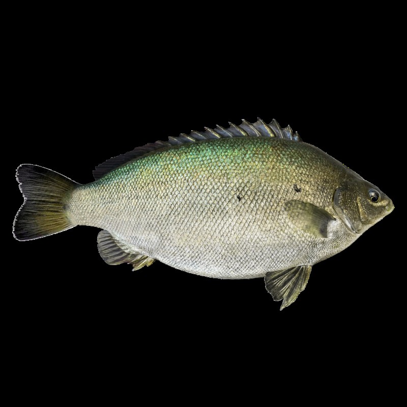 翡翠鳳凰魚最貴三個品種