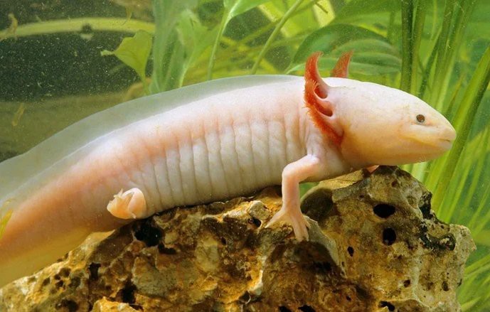 龍魚打架后如何預防感染，龍魚外傷應急處理清單 龍魚打架后如何預防感染，龍魚外傷應急處理清單 龍魚百科 第1張
