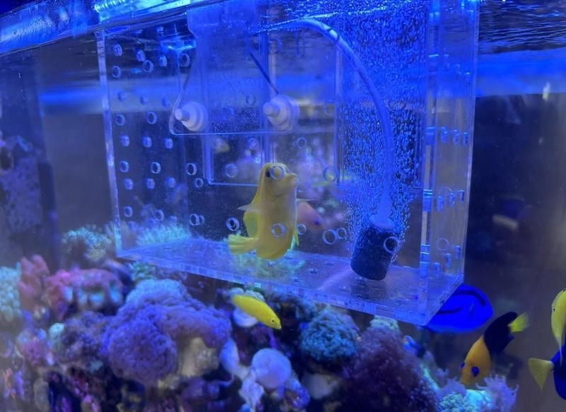 龍魚喂食面包蟲的頻率應(yīng)該是多久一次?,面包蟲喂龍魚需要弄死嗎 龍魚百科 第1張 龍魚喂食面包蟲的頻率應(yīng)該是多久一次?,面包蟲喂龍魚需要弄死嗎 龍魚喂食面包蟲的頻率應(yīng)該是多久一次?,面包蟲喂龍魚需要弄死嗎 龍魚百科 第1張