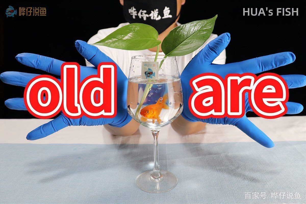 觀賞魚老了的表現(xiàn)