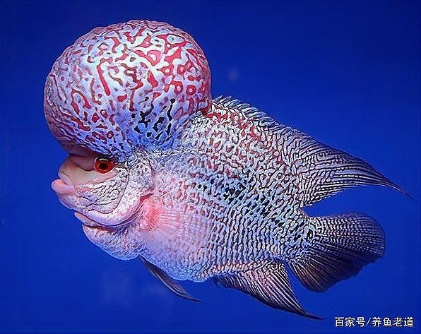 觀賞魚老了的表現(xiàn)