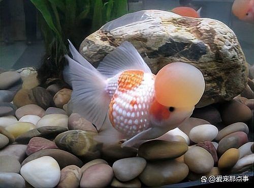 觀賞魚老了的表現(xiàn)