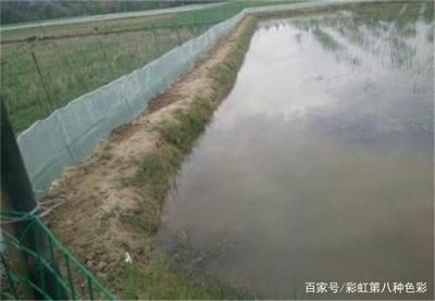 魚缸水草的選擇指南：魚缸水草的選擇指南，你知道嗎？