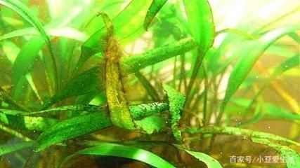 魚缸水草的選擇指南：魚缸水草的選擇指南，你知道嗎？