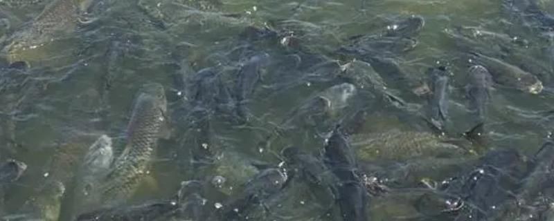 魚缸水草的選擇指南：魚缸水草的選擇指南，你知道嗎？