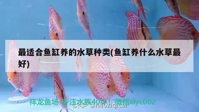魚缸水草的選擇指南：魚缸水草的選擇指南，你知道嗎？